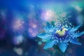 Passiflora caerulea. Big beautiful flower. Blue passion flower Royalty Free Stock Photo