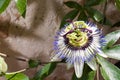 Passiflora Caerulea (Blue Passion Flower) Royalty Free Stock Photo