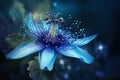 Passiflora caerulea. Blue passion flower. Big beautiful flower Royalty Free Stock Photo