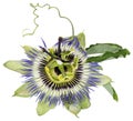 Passiflora caerulea, Blue Passion Flower