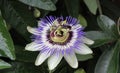 Passiflora caerulea, the blue passionflower, bluecrown passionflower or common passion flower, blooming in garden Royalty Free Stock Photo