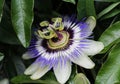 Passiflora caerulea, the blue passionflower, bluecrown passionflower or common passion flower, blooming in garden Royalty Free Stock Photo