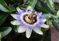 Passiflora caerulea, the blue passionflower, bluecrown passionflower or common passion flower, blooming in garden Royalty Free Stock Photo