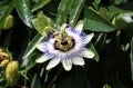 Passiflora caerulea, the blue passionflower, bluecrown passionflower or common passion flower, blooming in garden Royalty Free Stock Photo