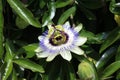 Passiflora caerulea, the blue passionflower, bluecrown passionflower or common passion flower, blooming in garden Royalty Free Stock Photo