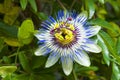 Passiflora caerulea, the blue passionflower, bluecrown passionflower or common passion flower, Japan. Flower is surmounted by a Royalty Free Stock Photo