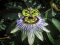 Passiflora caerulea, the blue passionflower, bluecrown passionflower Royalty Free Stock Photo