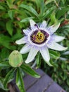 passiflora caerulea, blue passionflower, blue crown Royalty Free Stock Photo