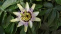 Passiflora caerulea, the blue purple pasion flower Royalty Free Stock Photo