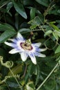 Passiflora caerulea Royalty Free Stock Photo