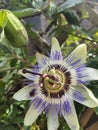 Passiflora caerulea Fruit Blue Royalty Free Stock Photo