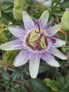 Passiflora caerulea Fruit Flowers Blue Royalty Free Stock Photo