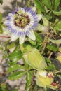 Passiflora caerulea Royalty Free Stock Photo