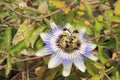 Passiflora caerulea Royalty Free Stock Photo