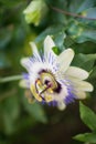 Passiflora caerulea, known as blue passionflower, bluecrown passionflower or common passion flower Royalty Free Stock Photo