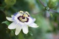 Passiflora caerulea, known as blue passionflower, bluecrown passionflower or common passion flower Royalty Free Stock Photo