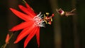 Passiflora coccinea with hummingbird Royalty Free Stock Photo