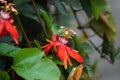 Passiflora coccinea scarlet passion flower, red passion flower, Granadila merah on the tree. . It produces edible fruit. Royalty Free Stock Photo