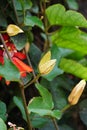 Passiflora coccinea scarlet passion flower, red passion flower, Granadila merah on the tree. . It produces edible fruit. Royalty Free Stock Photo