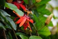 Passiflora coccinea scarlet passion flower, red passion flower, Granadila merah on the tree. . It produces edible fruit. Royalty Free Stock Photo