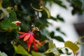 Passiflora coccinea scarlet passion flower, red passion flower, Granadila merah on the tree. . It produces edible fruit. Royalty Free Stock Photo