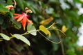 Passiflora coccinea scarlet passion flower, red passion flower, Granadila merah on the tree. . It produces edible fruit. Royalty Free Stock Photo