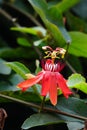 Passiflora coccinea scarlet passion flower, red passion flower, Granadila merah on the tree. . It produces edible fruit. Royalty Free Stock Photo