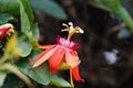 Passiflora coccinea scarlet passion flower, red passion flower, Granadila merah on the tree. . It produces edible fruit. Royalty Free Stock Photo