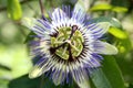 Passiflora coerulea Royalty Free Stock Photo