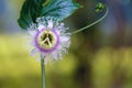 Passiflora coerulea flowers Royalty Free Stock Photo