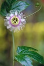 Passiflora coerulea flowers Royalty Free Stock Photo