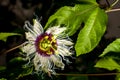 Passiflora creeper flower.