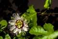 Passiflora creeper flower.