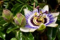Passiflora in different stages