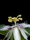 Passiflora edulis