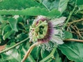 Passiflora edulis blooming purple flower. Vine tropical and subtropical sweet seedy passion fruit. Fresh exotic blossom Royalty Free Stock Photo