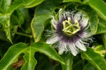 Passiflora edulis Royalty Free Stock Photo