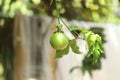 Passiflora edulis, commonly known as passion fruit, is a vine species of passion flower Royalty Free Stock Photo