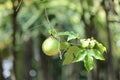 Passiflora edulis, commonly known as passion fruit, is a vine species of passion flower Royalty Free Stock Photo