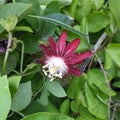 Passiflora edulis, commonly known as passion fruit, is a vine species of passion flower Royalty Free Stock Photo