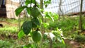 Passiflora edulis, Don Duong district, Da Lat city, Lam province, Vietnam