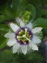 Passiflora edulis flavicarpa,Passionfruit flower ongreen background