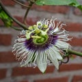 Passiflora edulis flower