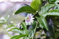 Passiflora edulis or flower of passion fruit growing in Da Lat Vietnam Royalty Free Stock Photo