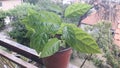 Passiflora edulis in the pot, a vine species of passion flower Royalty Free Stock Photo