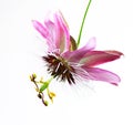 Passiflora Flower Royalty Free Stock Photo