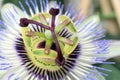 Passiflora flower Royalty Free Stock Photo