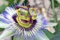 Passiflora flower Royalty Free Stock Photo