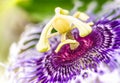 Passiflora flower Royalty Free Stock Photo