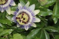 Passiflora flower head in close-up at a garden in Nieuwerkerk Royalty Free Stock Photo